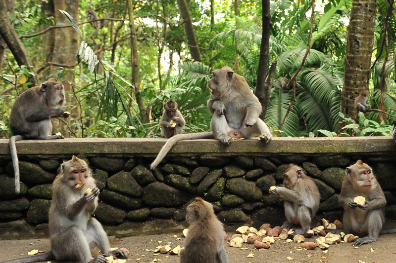 3 Monkey Forests in Bali: How to Get There