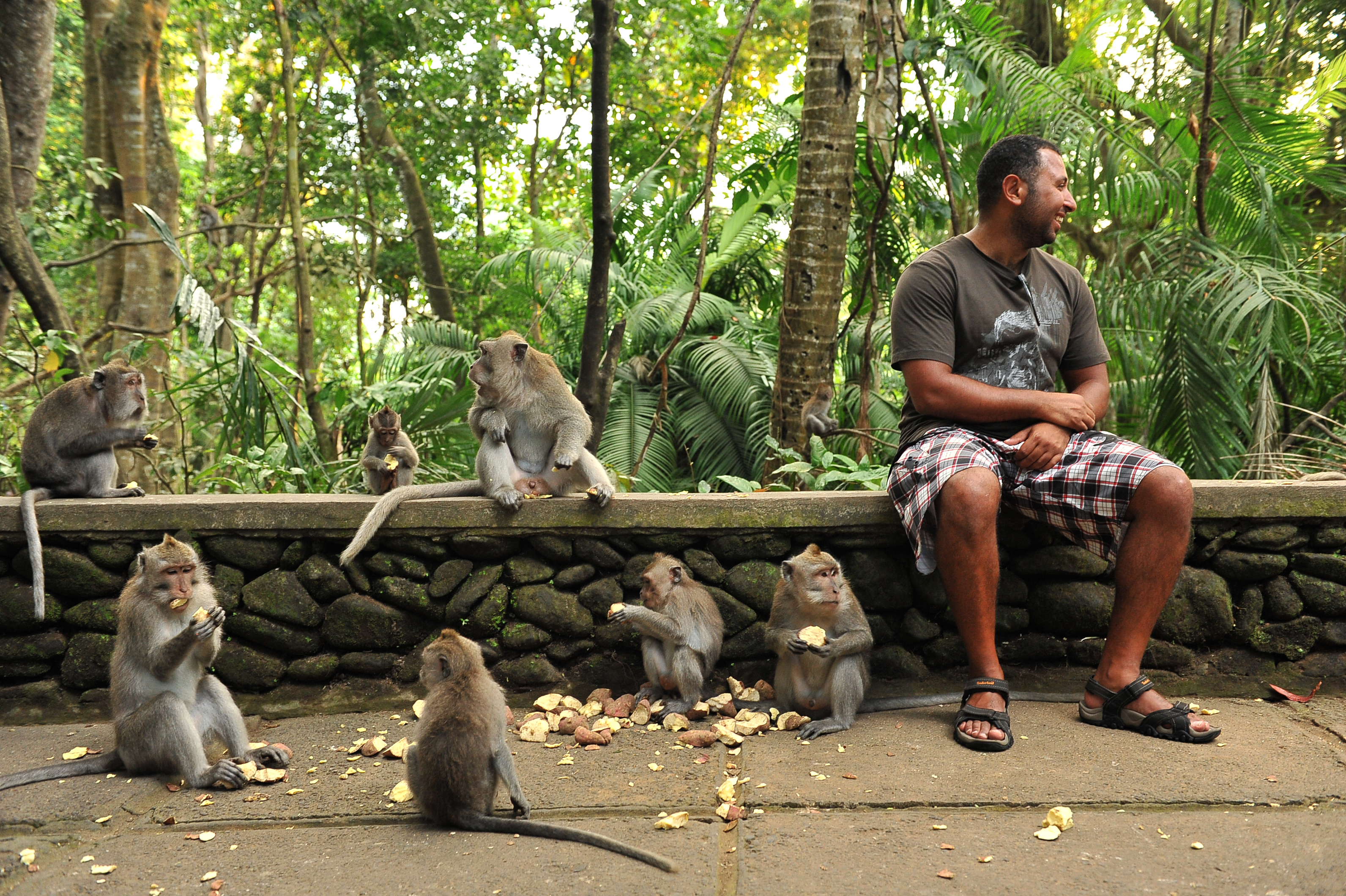 (English) 3 Monkey Forests in Bali: How to Get There