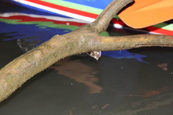 Another view of the crab from the previous image, with the bright colors of a kayak in the background, highlighting the proximity of wildlife and human visitors