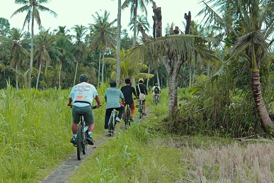 A group of cyclists rides along a narrow path surrounded by lush green rice paddies and tropical vegetation, experiencing a scenic eco-friendly tour in Bali's countryside