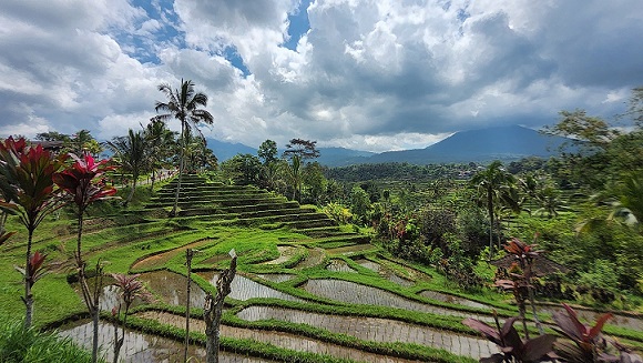 Expansive view of Jatiluwih's iconic rice terraces in Bali, framed by lush vegetation and majestic mountains under a cloudy sky