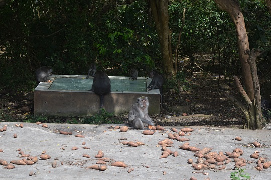 A long-tailed macaque sitting at Uluwatu Temple area