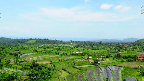 Expansive view of lush green rice fields in Bali under a bright blue sky, showcasing the serene countryside landscape