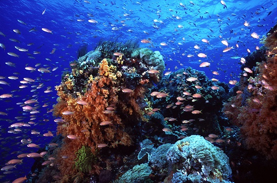 Colorful coral reef teeming with small fish in the crystal-clear waters of Nusa Penida, Bali. The vibrant underwater scene showcases diverse marine life and vivid corals, making it a paradise for snorkeling and scuba diving enthusiasts.