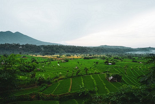 Scenic view of lush green rice terraces with misty mountains in the background in Bali, Indonesia