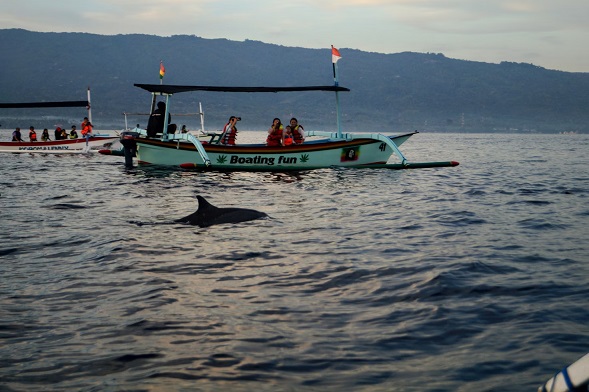 A tourist boat in Lovina, North Bali with passengers is seen on calm waters at sunrise, with a dolphin surfacing nearby.