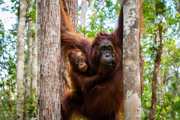 (English) Orangutans Tanjung Puting: Meet Borneo’s Gentle Giants in the Wild