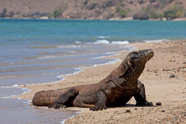 (English) Labuan Bajo Guide 2026: Komodo vs Rinca – Which Island is Best?
