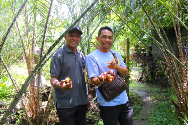 Bali Snake Fruit Farm & Traditional Liquor Experience