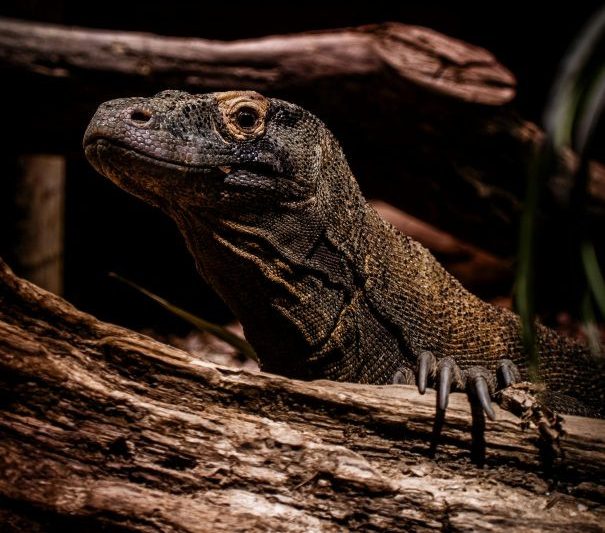 Komodo National Park Tour: A Once-in-a-Lifetime Adventure