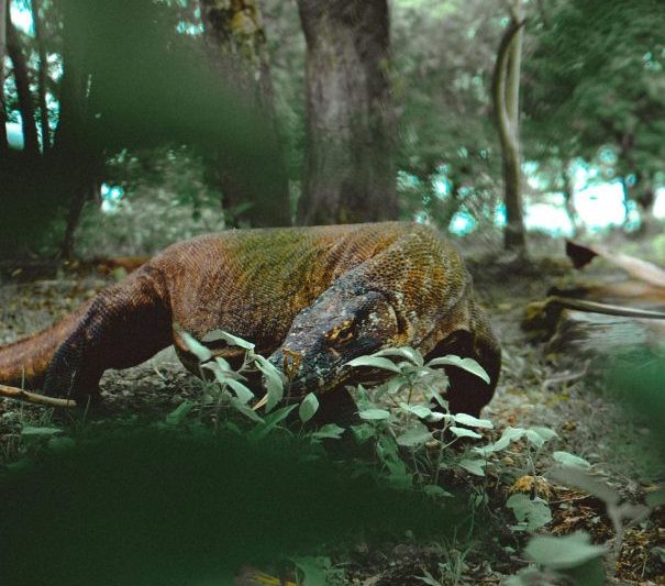 (English) Open Trip Komodo National Park 3D2N (Join-in)