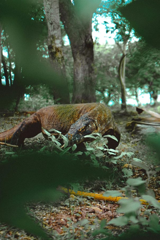 Meanwhile, this Open Trip Komodo scene captures a Komodo dragon resting in the forest, framed by leafy branches in Komodo National Park.
