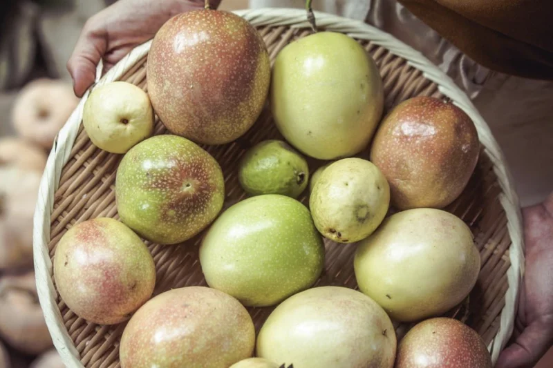 Kul Kul Farm Bali: A Sustainable Escape Nature and Creativity