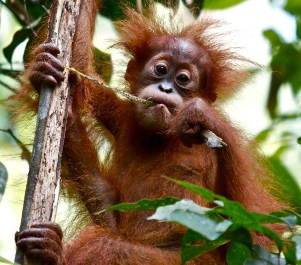 Orangutan Visit : A Journey into the Rainforest