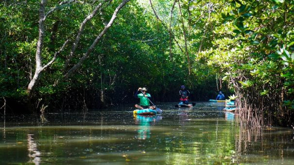 Things to Do in Jimbaran Bali: Try a Mangrove Stand Up Paddle Tour