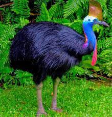 West Papua Birdwatching Expedition: A World-Class Journey