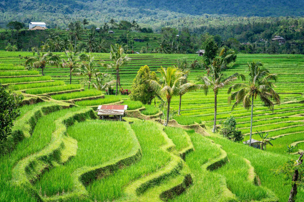 Jatiluwih Rice Terraces Bali: Best Time to Visit, Walking Tips & What to Expect
