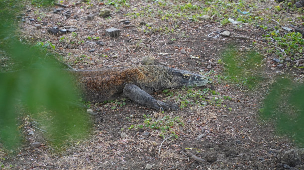 Labuan Bajo for Couples: Sharing More Than a Komodo Adventure