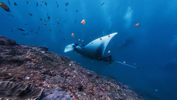Best Nusa Penida Snorkeling Spots: Manta Bay, Crystal Bay, Gamat Bay & Wall Point Compared