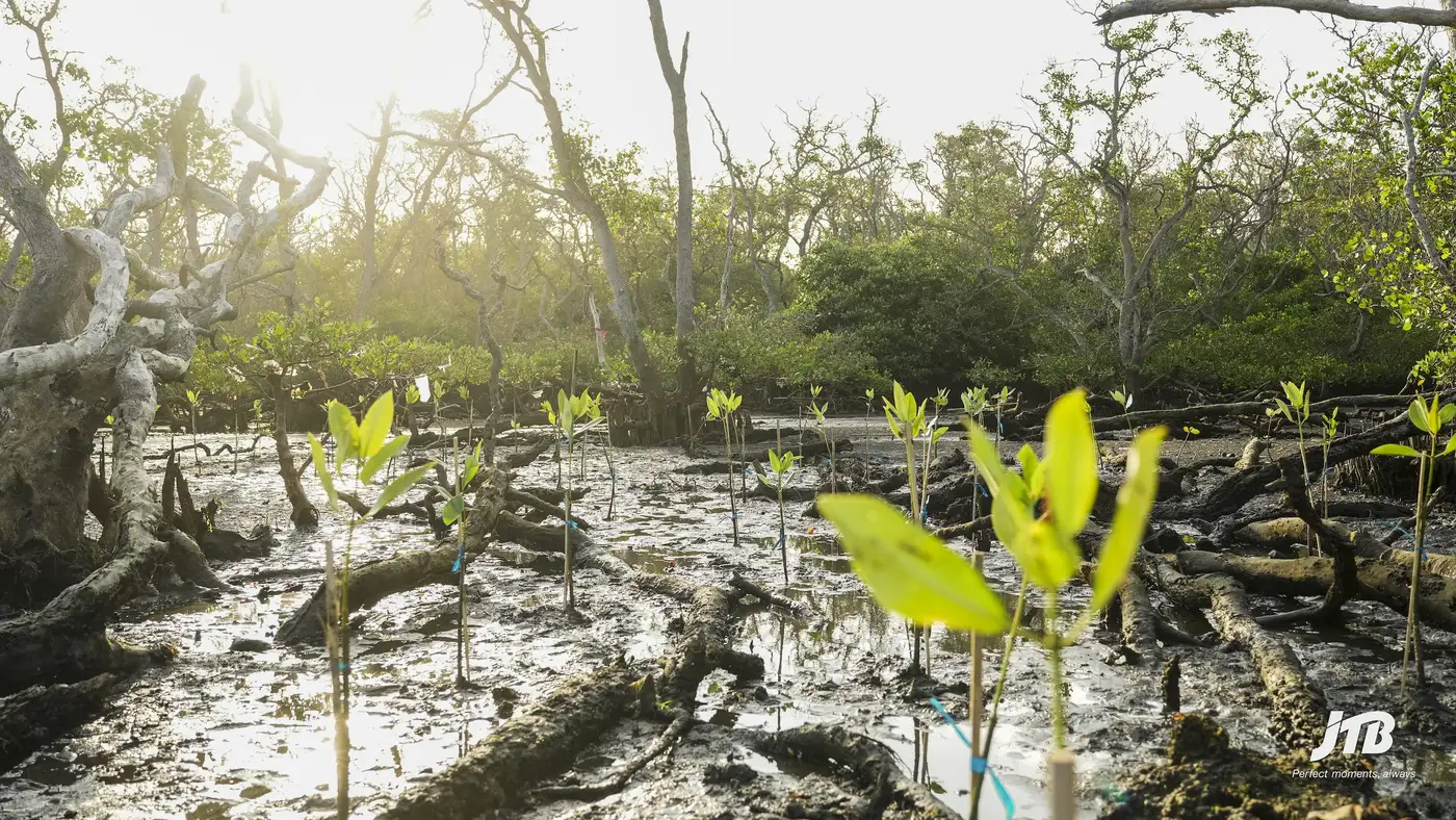 Recently planted mangrove seedlings in a coastal restoration area
