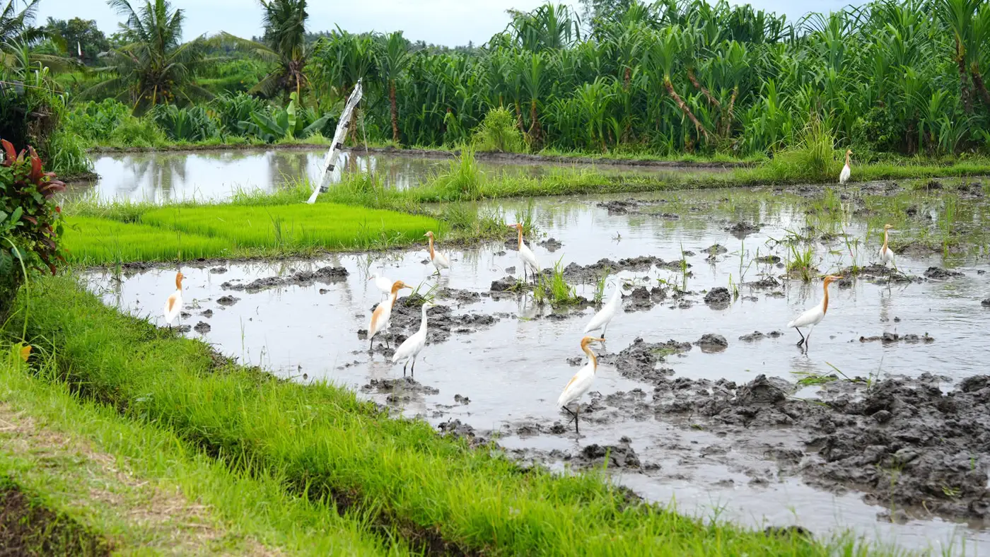 Students learning at a regenerative farm in Bali
