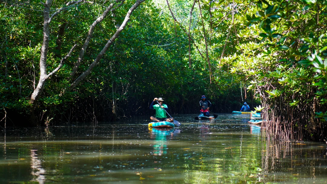 Bali mangrove stand up paddle tour important information and safety