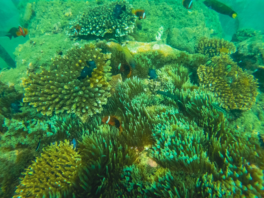 Marine activity in Bali for summer 2026 with coral reef and snorkeling view