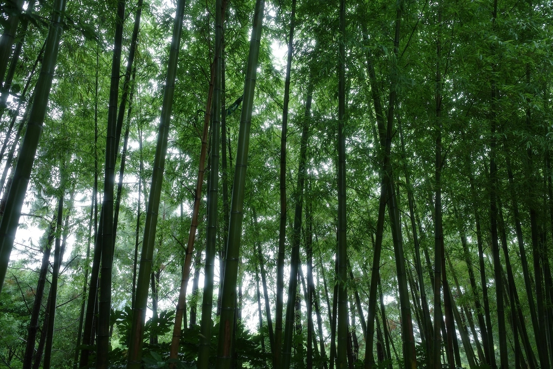 nathan-q-8C_A4M15eCw-unsplash_gjscu1.webp