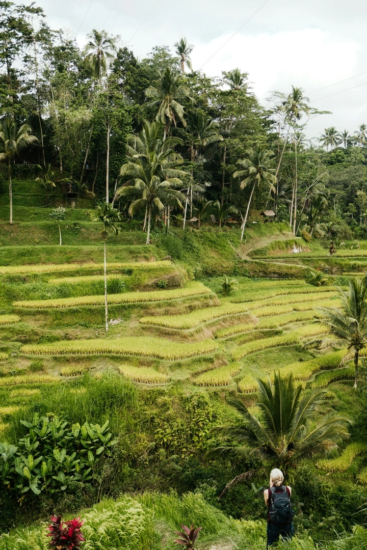 Rice Terrace.jpg