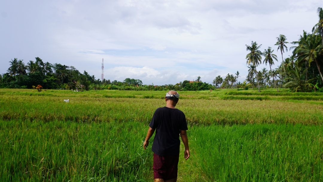 rice paddies.JPG