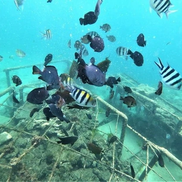 Tropical fish and reef view for Nusa Lembongan snorkeling inspiration