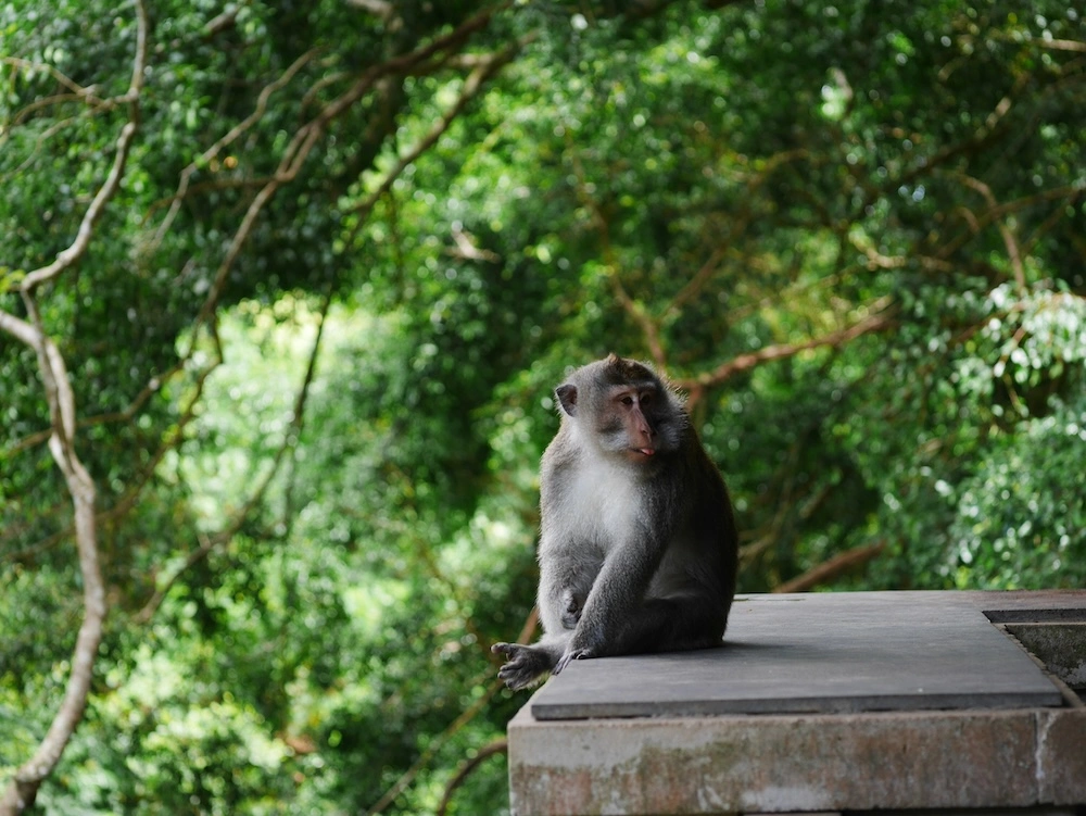 Sangeh Monkey Forest Bali nature stop