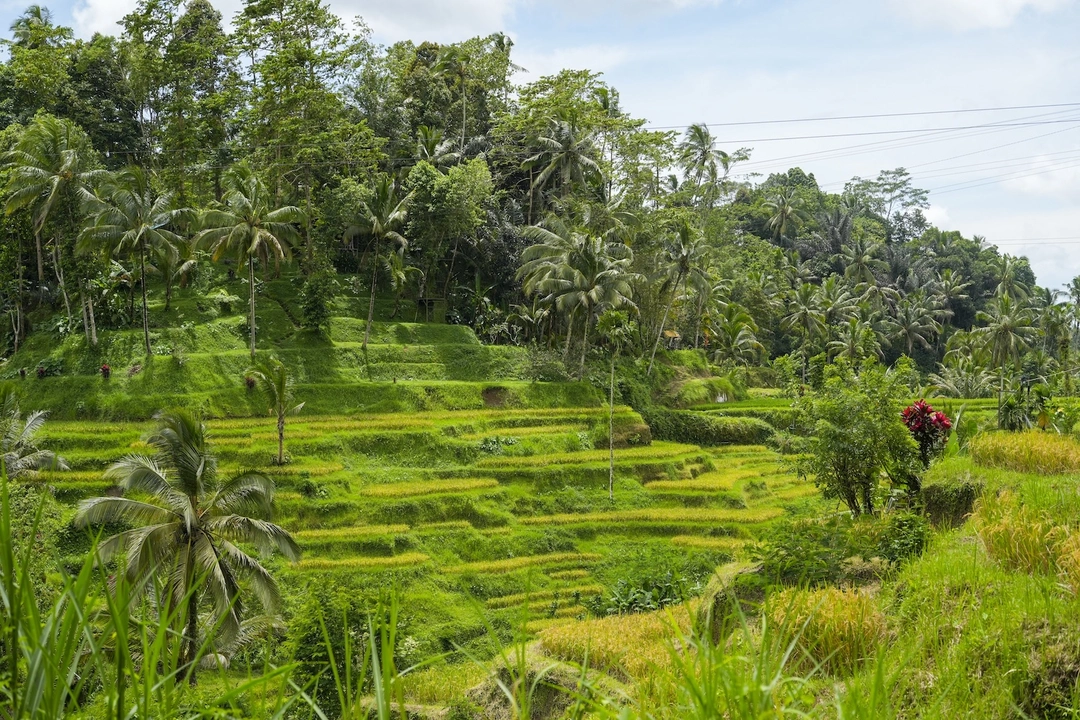 Tegalalang Rice Terrace.jpg