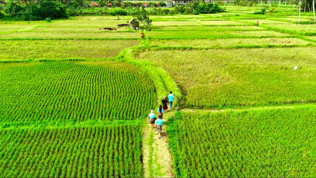 Rice field group activity for corporate retreat in Bali 2026