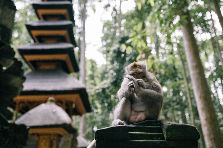 monkey forest.jpg