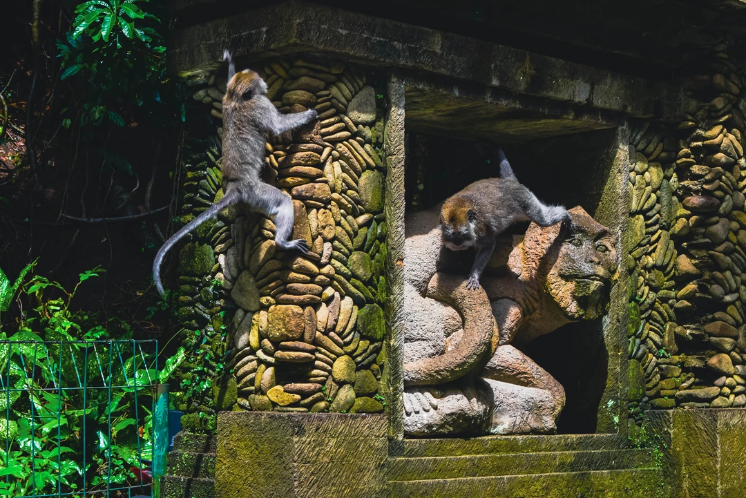 Sangeh Monkey Forest stop before Tanah Lot Temple Bali tour