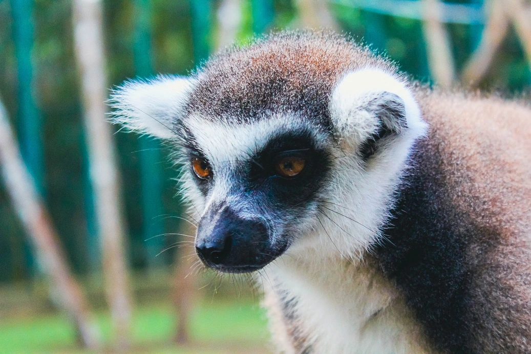 A close-up of a lemur at Bali Zoo, showing its striking face and curious expression.