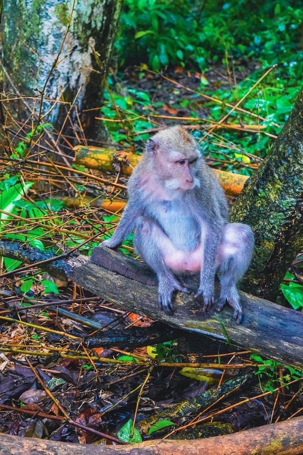 Sangeh Monkey Forest activity during Tanah Lot tour