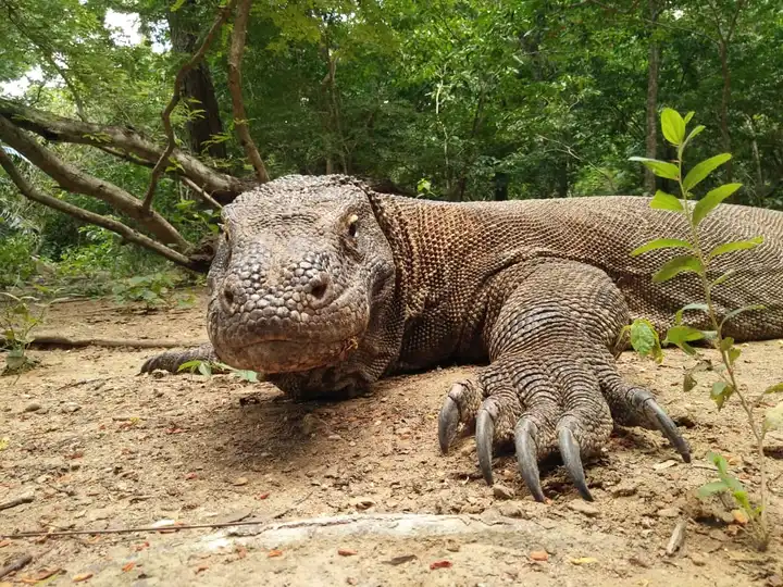 KOMODO 3.webp