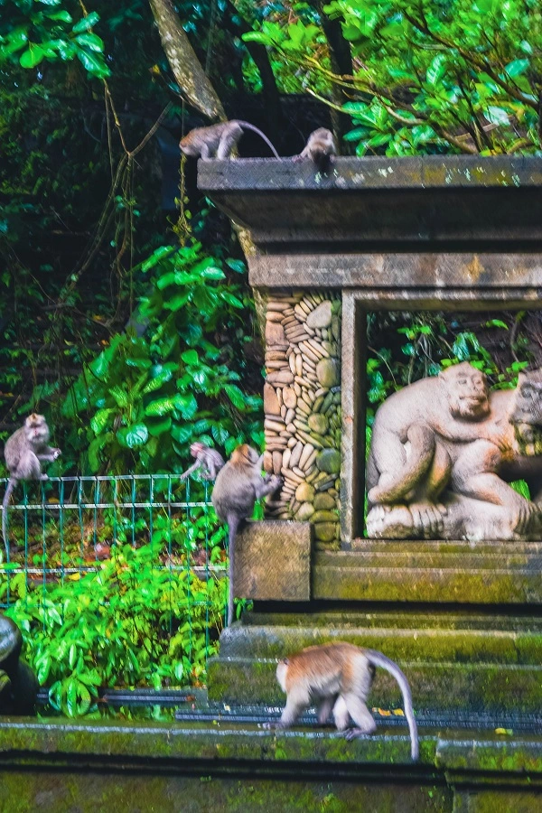Sangeh Monkey Forest on Tanah Lot Temple tour route