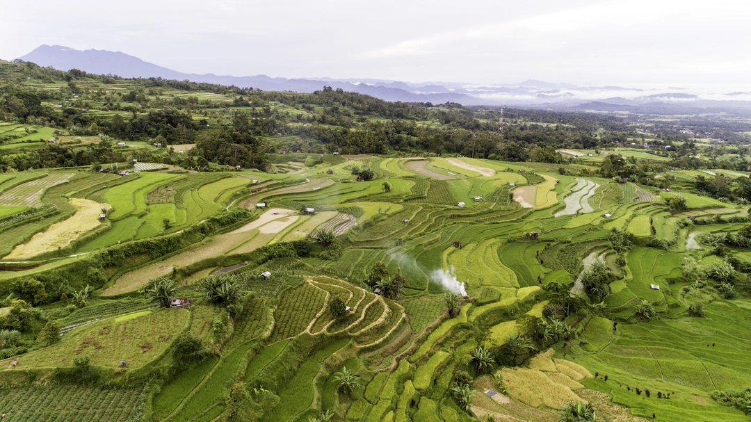 Jatiluwih rice terrace.jpg