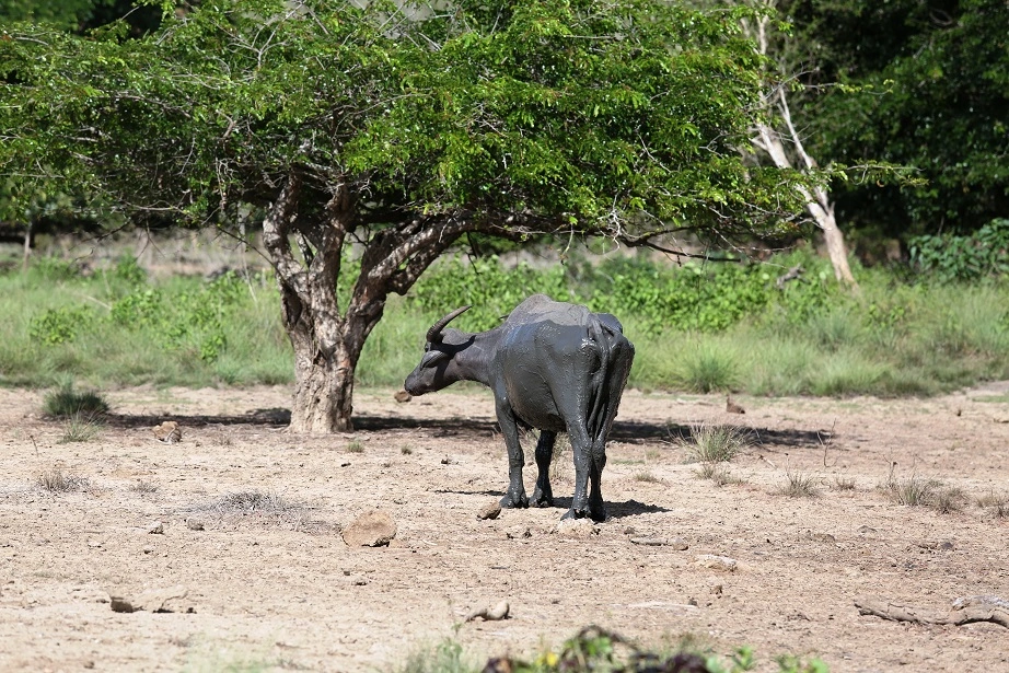 0T6A6533.webp