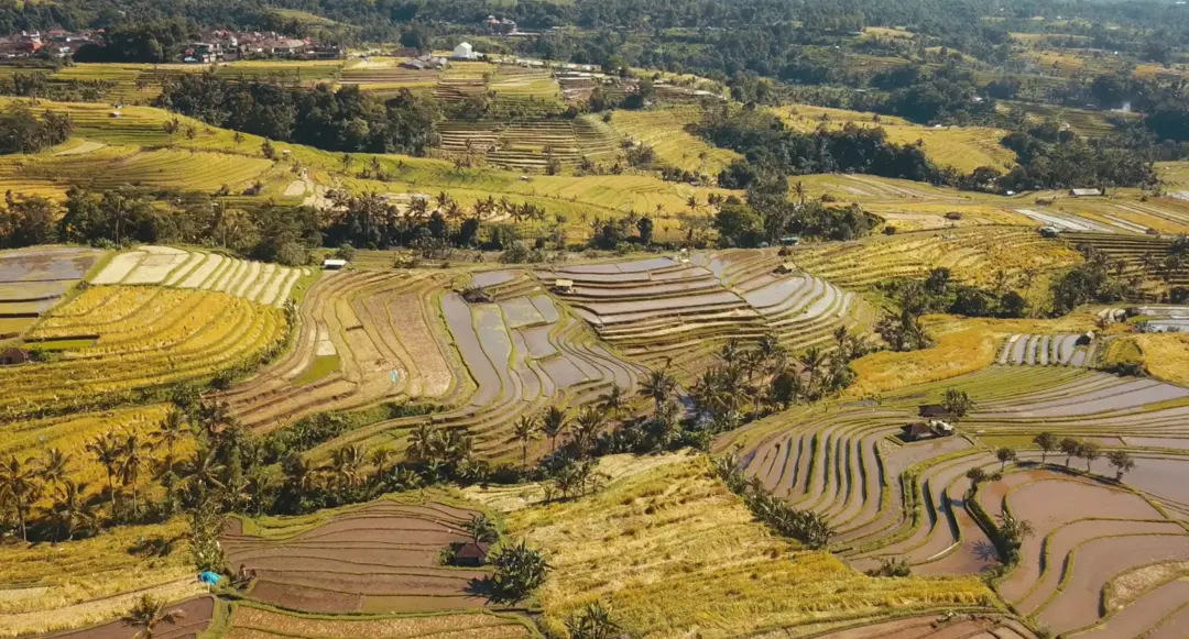 Jatiluwih rice terrace for West Bali tour with electric vehicle