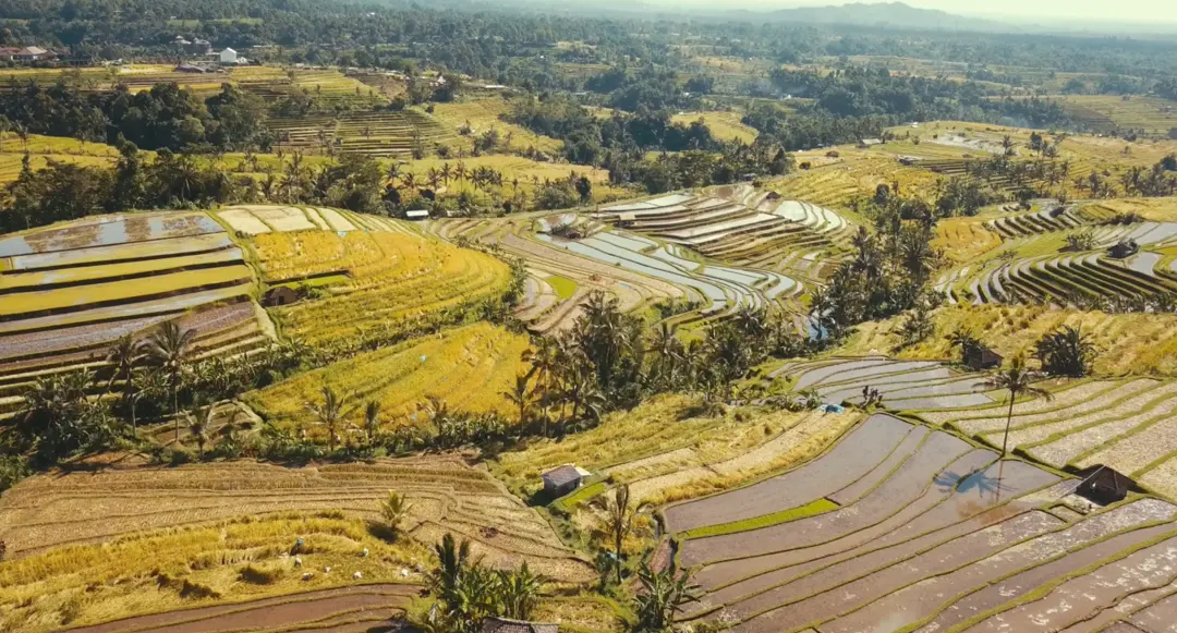 Stunning and green, Jatiluwih Rice Terrace. Charter Car - Kura-Kura Bus