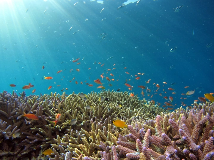 snorkeling 2.webp