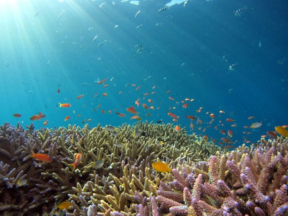 snorkeling 2.webp