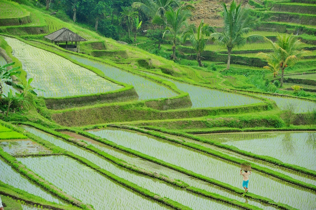 Jatiluwih rice terrace tourism area in Bali