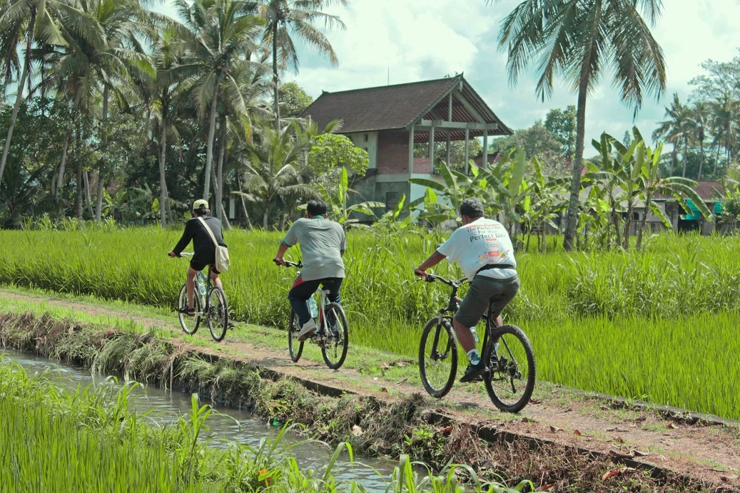 Three cyclists on an eco cycling tour ride along a narrow path through vibrant green rice paddies in a rural landscape, with tall palm trees and a traditional Balinese house in the background under a clear sky