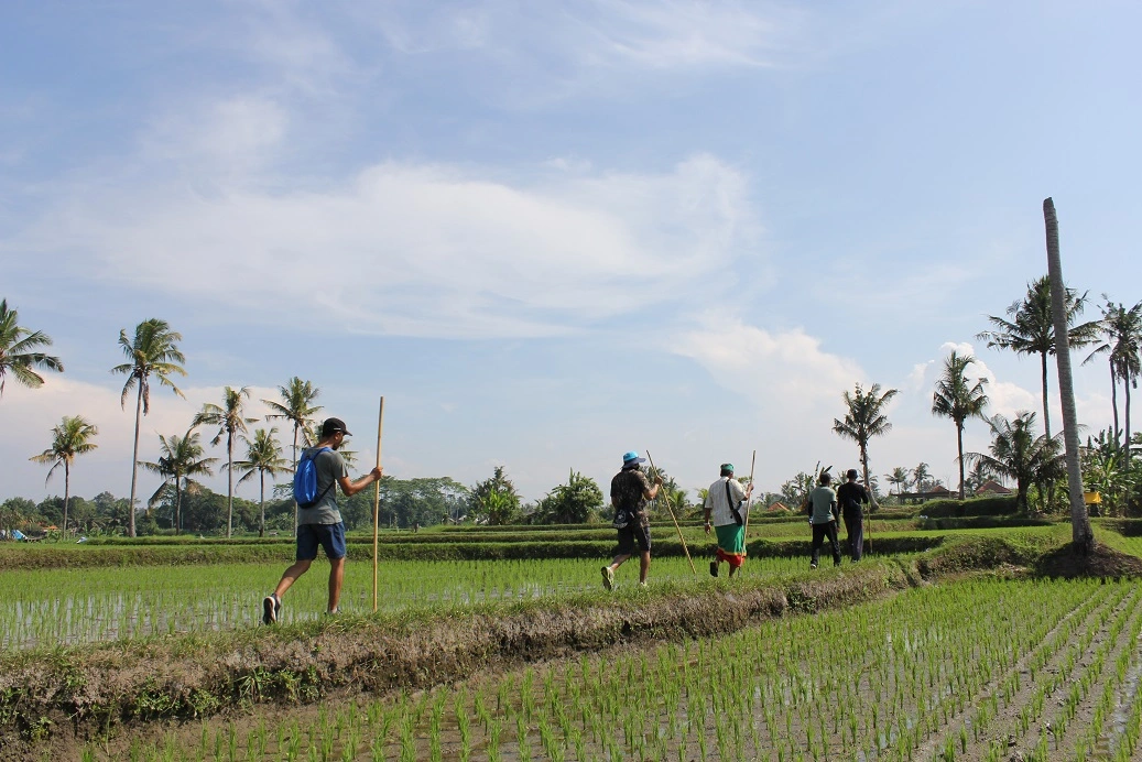 Rice field scenery during a Balinese village cultural experience