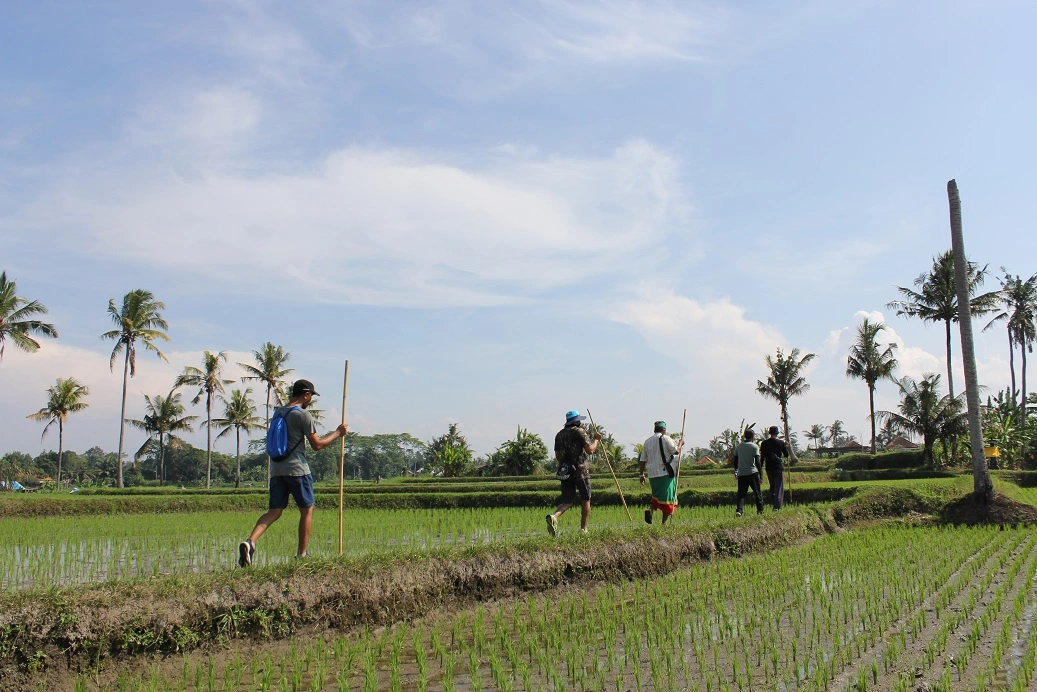 A group of people walking through a verdant rice paddy field in Bali, with one person leading with a tall stick. The landscape is dotted with tall palm trees under a blue sky, illustrating a rural and agricultural scene
